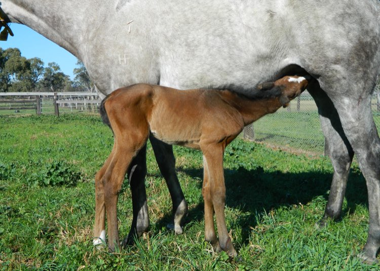 First foals for first season sires hit the ground at Bhima