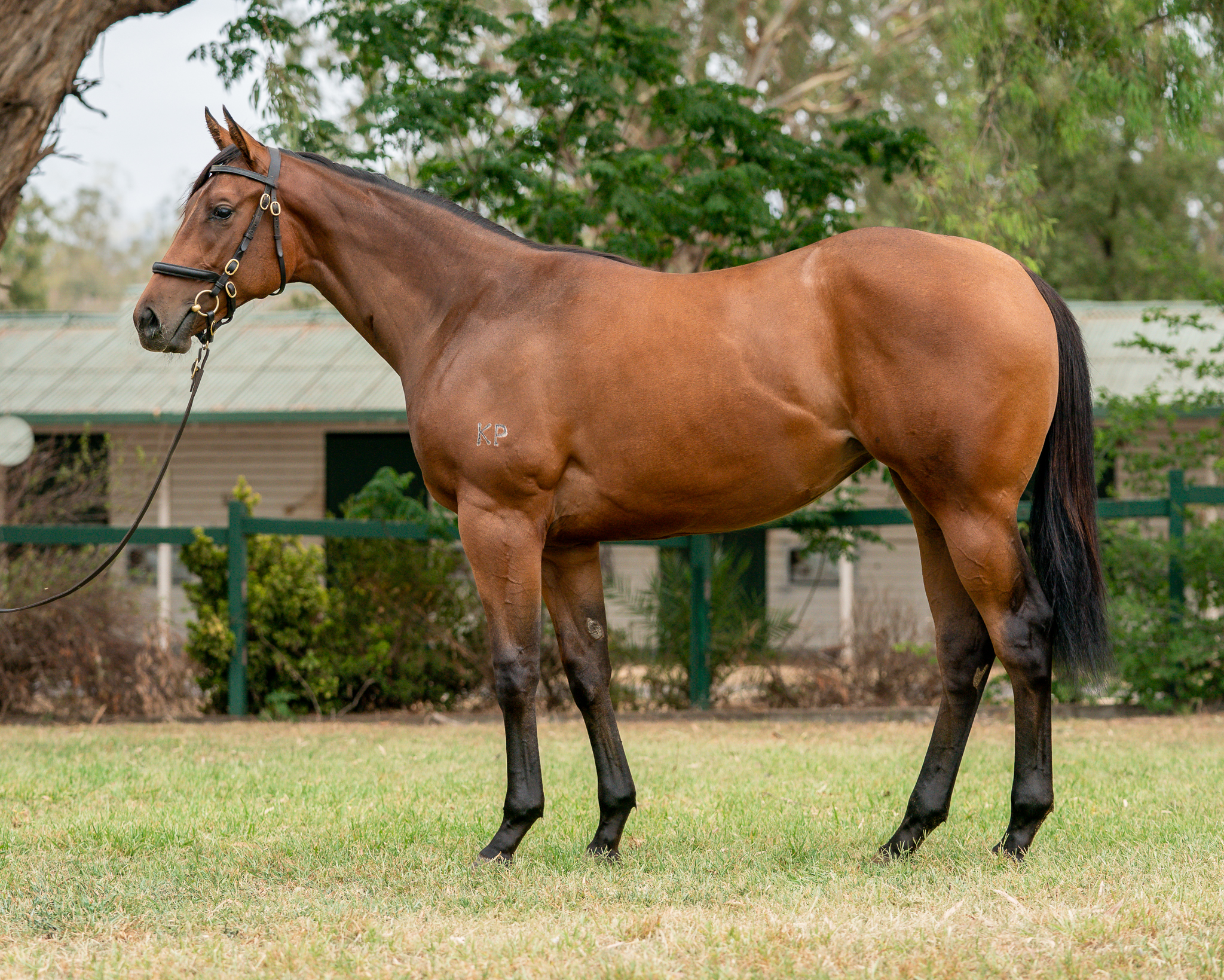 I Am Invincible x Augusta Proud filly