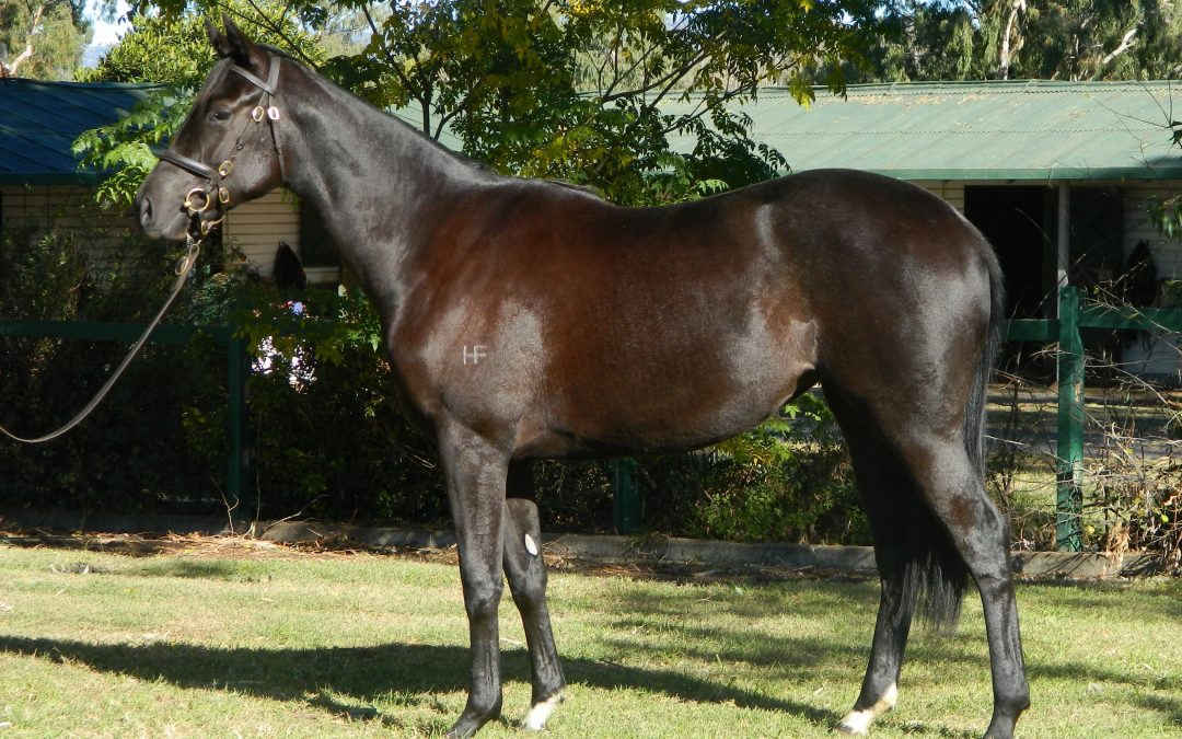 Showcasing filly fetches highest price for sire in 2019