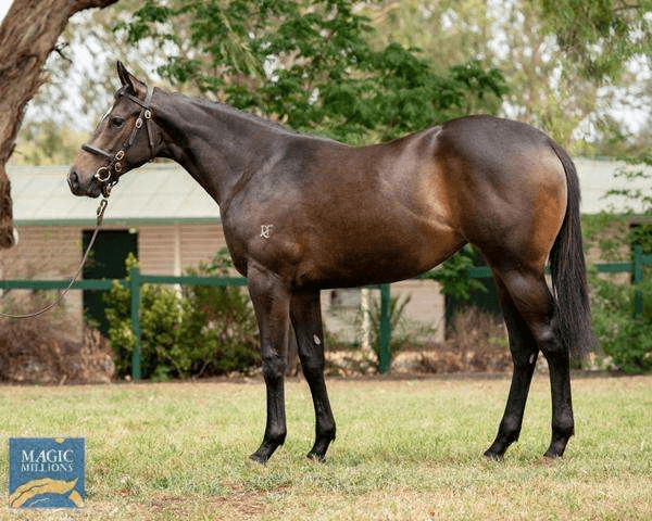 Imperatriz as a yearling | Image courtesy of Magic Millions

