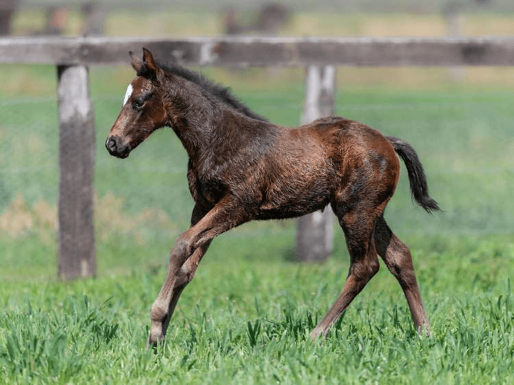 Imperatriz as a foal | Image courtesy of The Image Is Everything